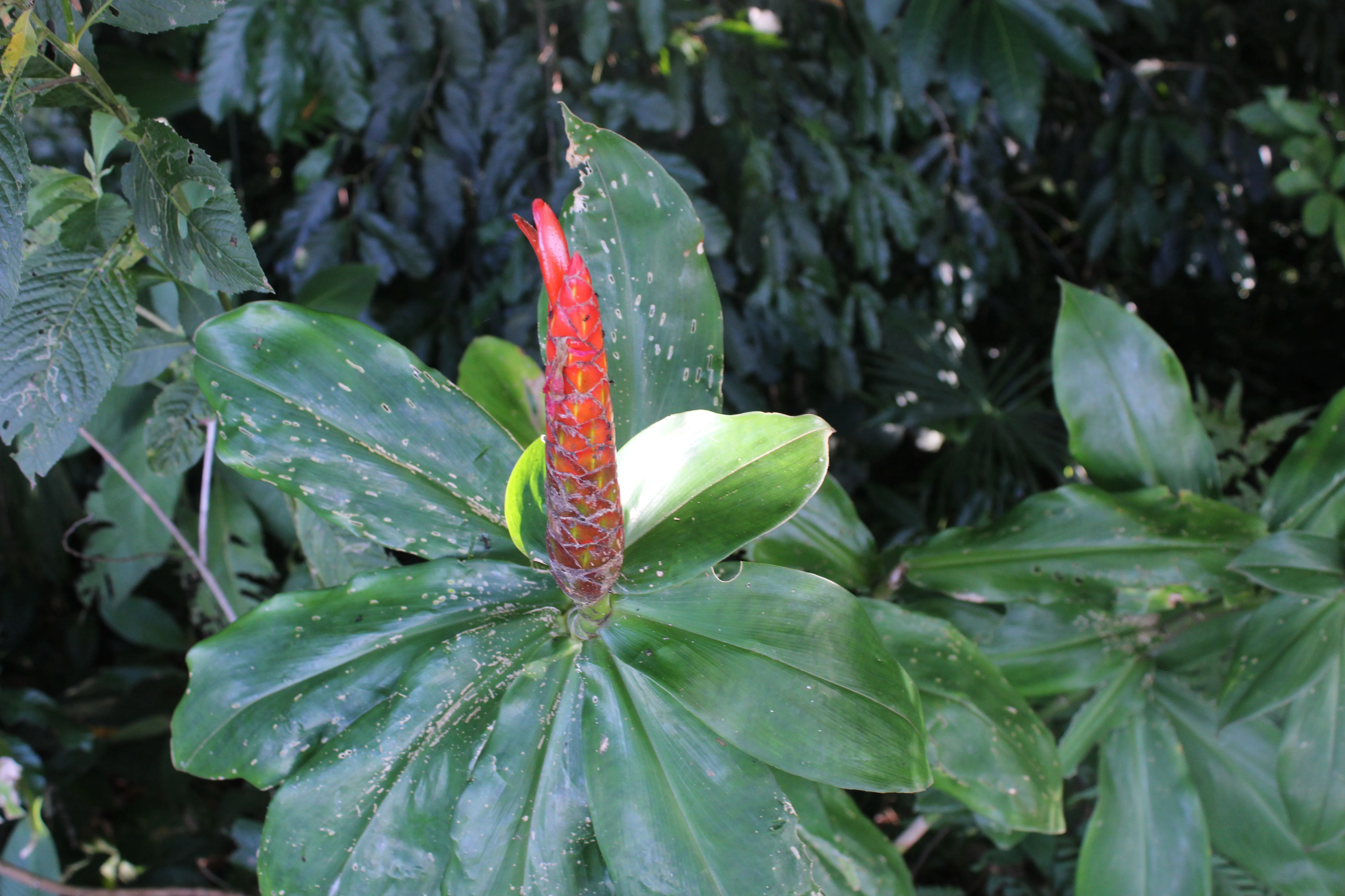 costus spicatus